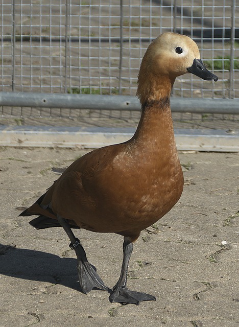 相关