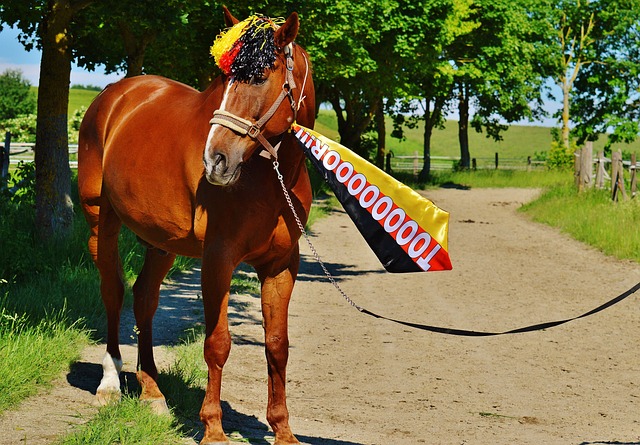 面能力和凯 面能力和凯